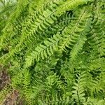 Adiantum pedatumBlad