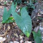 Colocasia esculenta List