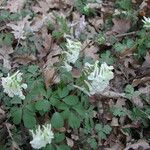 Corydalis solida Hábito