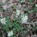 Corydalis solida Habit