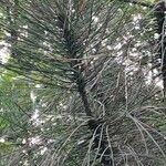 Pinus coulteri Hábito