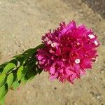 Bougainvillea glabraFiore