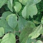 Brunfelsia latifolia Leaf