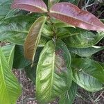 Garcinia mangostana Blad