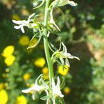 Linaria chalepensis Цветок