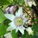 Passiflora exsudans Blomst