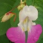 Impatiens balfourii Kvet