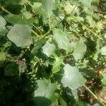 Solanum trilobatum Leaf