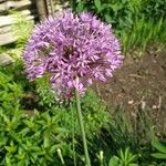 Allium nigrumFlower