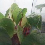 Begonia potamophila Leaf