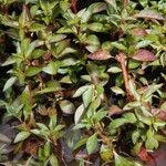 Ludwigia palustris Агульны выгляд