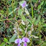 Neustanthus phaseoloides फूल