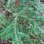 Abies balsamea Feuille