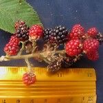 Rubus urticifolius