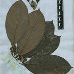 Pagamea macrophylla 果實