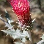 Cirsium arizonicum Flower