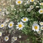 Tanacetum cinerariifolium Blüte