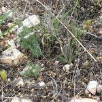 Echinocereus viridiflorus Habitus