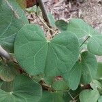 Tylosema fassoglense Leaf