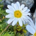 Leucanthemopsis alpina Flower