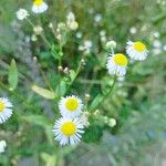 Erigeron strigosusKvět