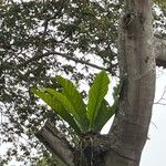 Anthurium salviniiLeaf