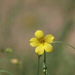 Linum maritimum Λουλούδι