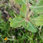 Asclepias viridiflora Ліст