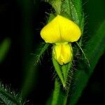 Crotalaria sagittalis Kvet