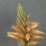 Castilleja tenuiflora ফুল