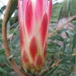 Protea repens 花