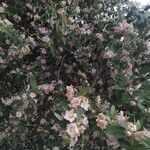 Lagunaria patersonia Blomma