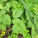 Fragaria moschata Folio