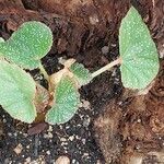 Begonia dipetala Leaf