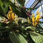 Sanchezia nobilis Flor