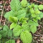 Rubus niveus Blatt