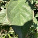 Cotoneaster glaucophyllus 葉
