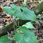 Dioscorea esculenta Leaf