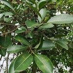 Ficus insipida Ліст