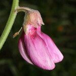 Lathyrus vestitus Flower