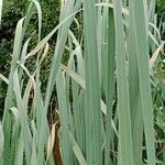 Typha latifolia 葉