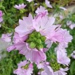 Malva alcea Flower