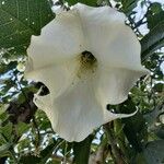 Brugmansia arborea Floare