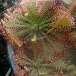 Drosera capillarisΦύλλο