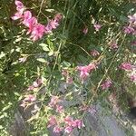 Lespedeza bicolor Λουλούδι