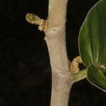 Castilla elastica Rusca