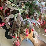 Schlumbergera bridgesii Hàbitat