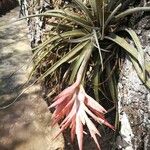 Tillandsia pohliana 花