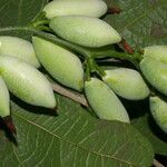 Calliandra brenesii Gyümölcs