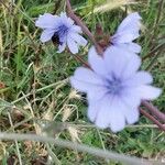 Cichorium intybus Květ